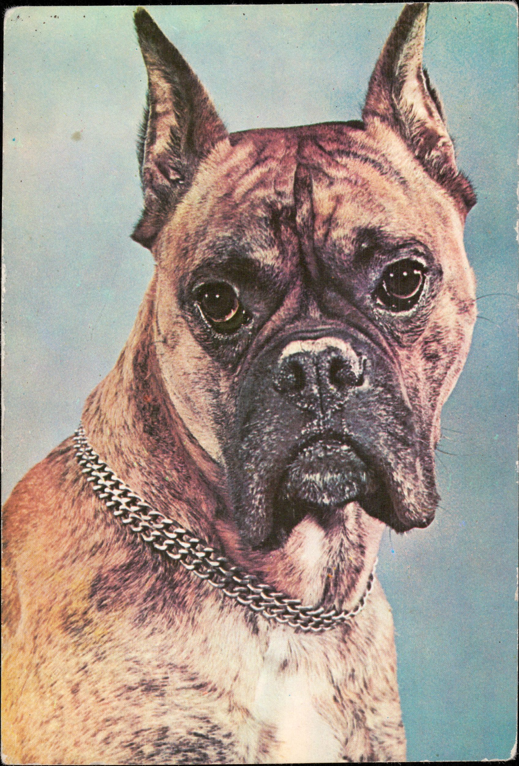 Boxer