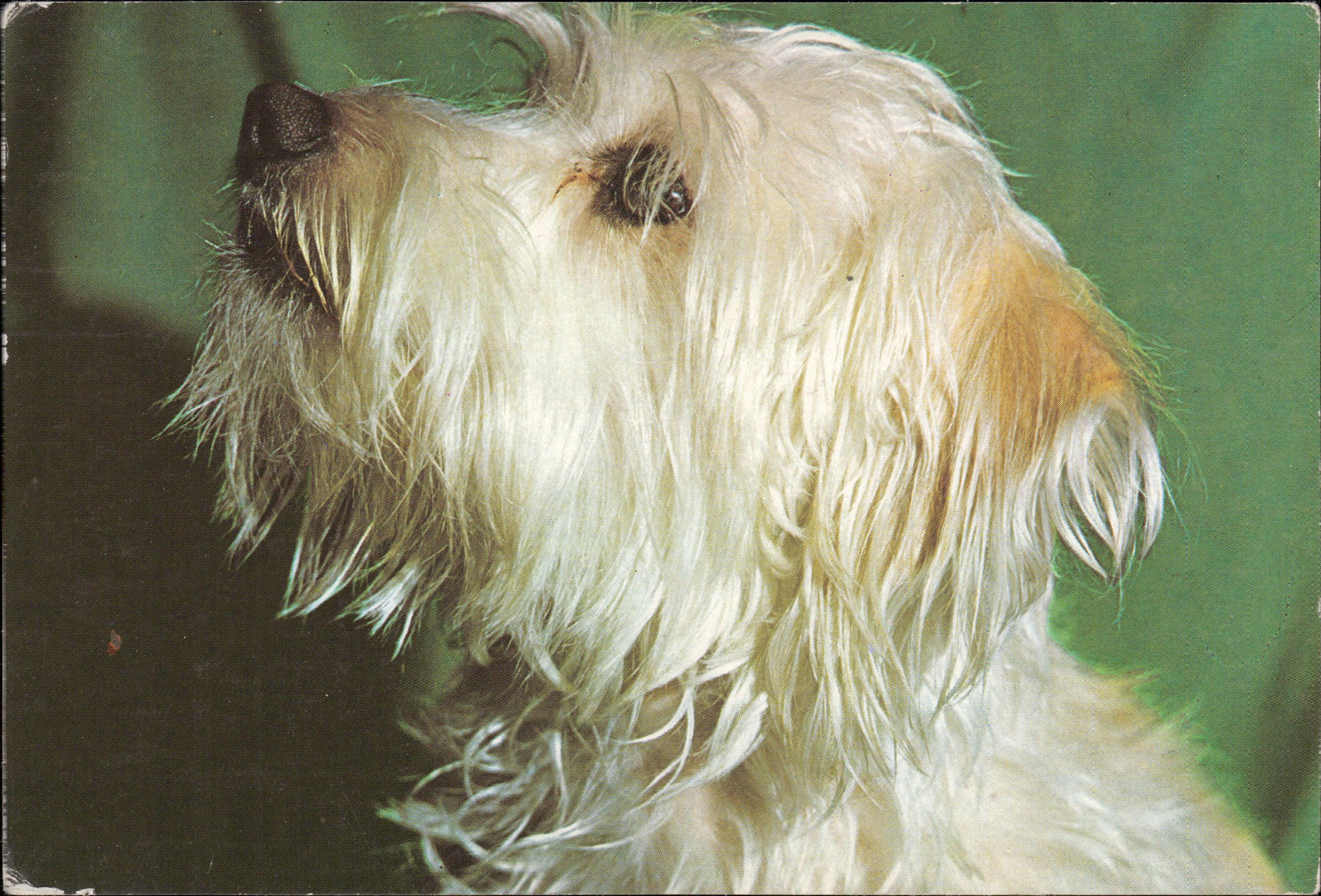 Bichon