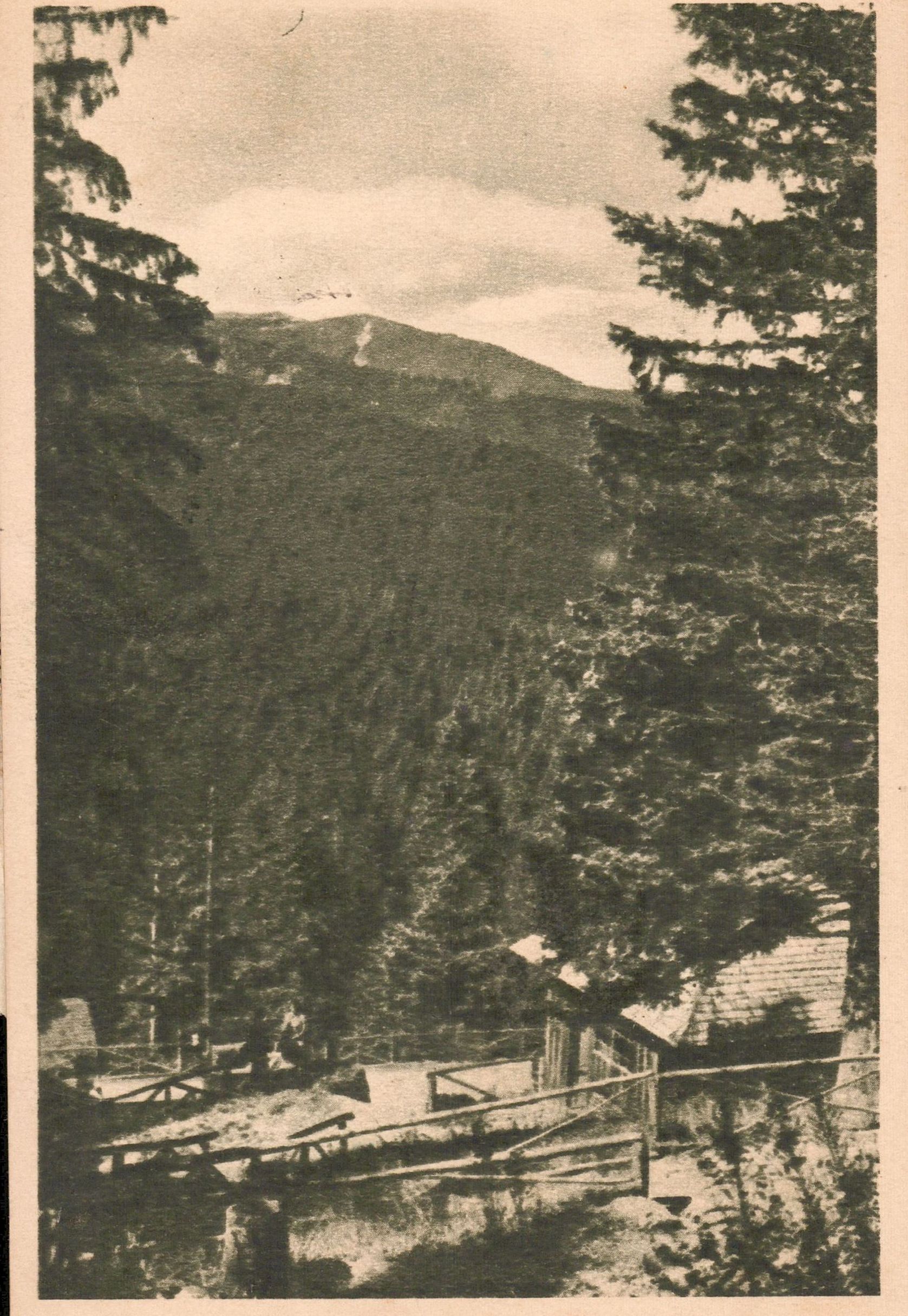 Păltiniș