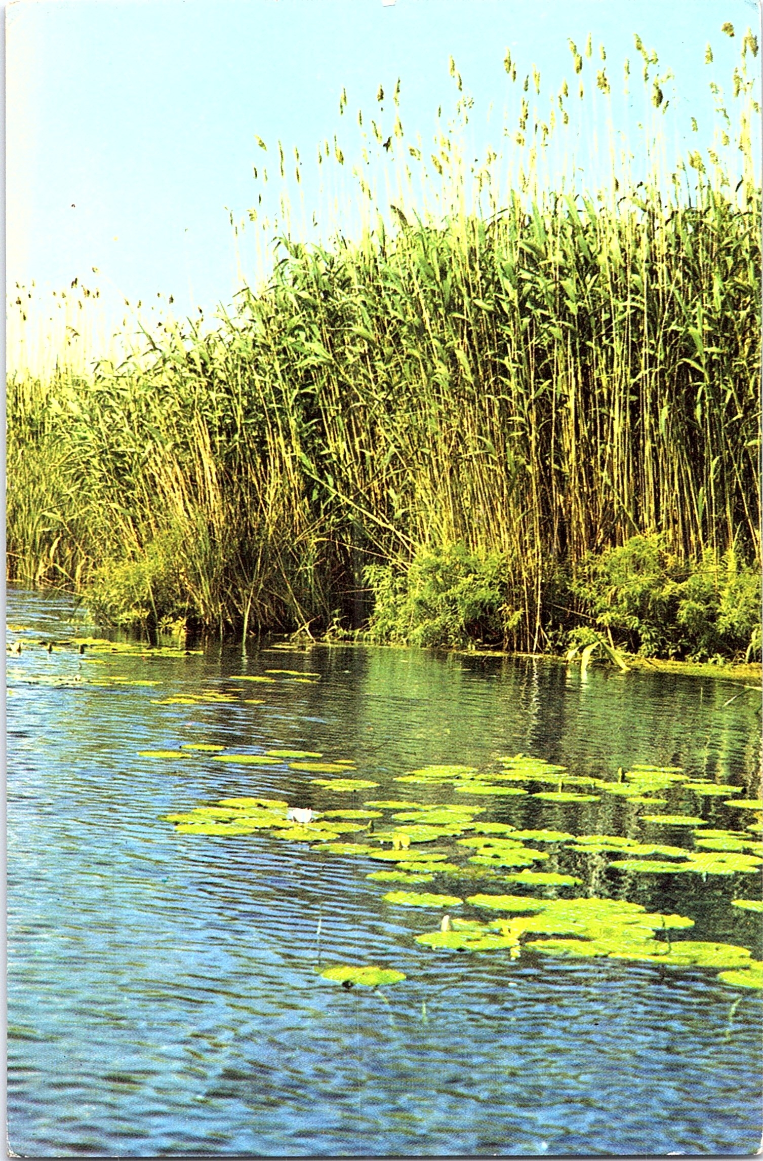 Peisaj din Delta Dunării