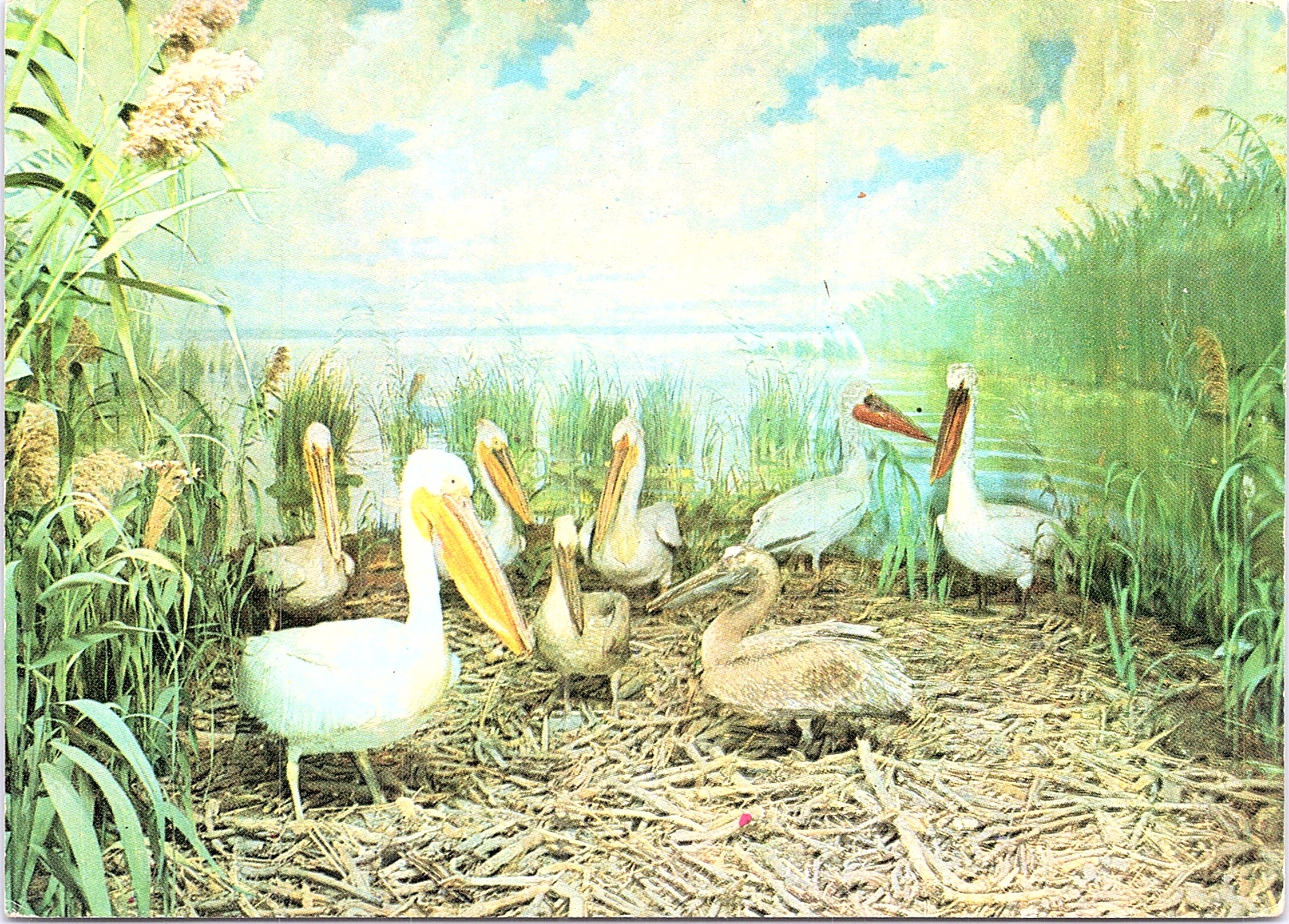 Diorama Colonie de pelicani