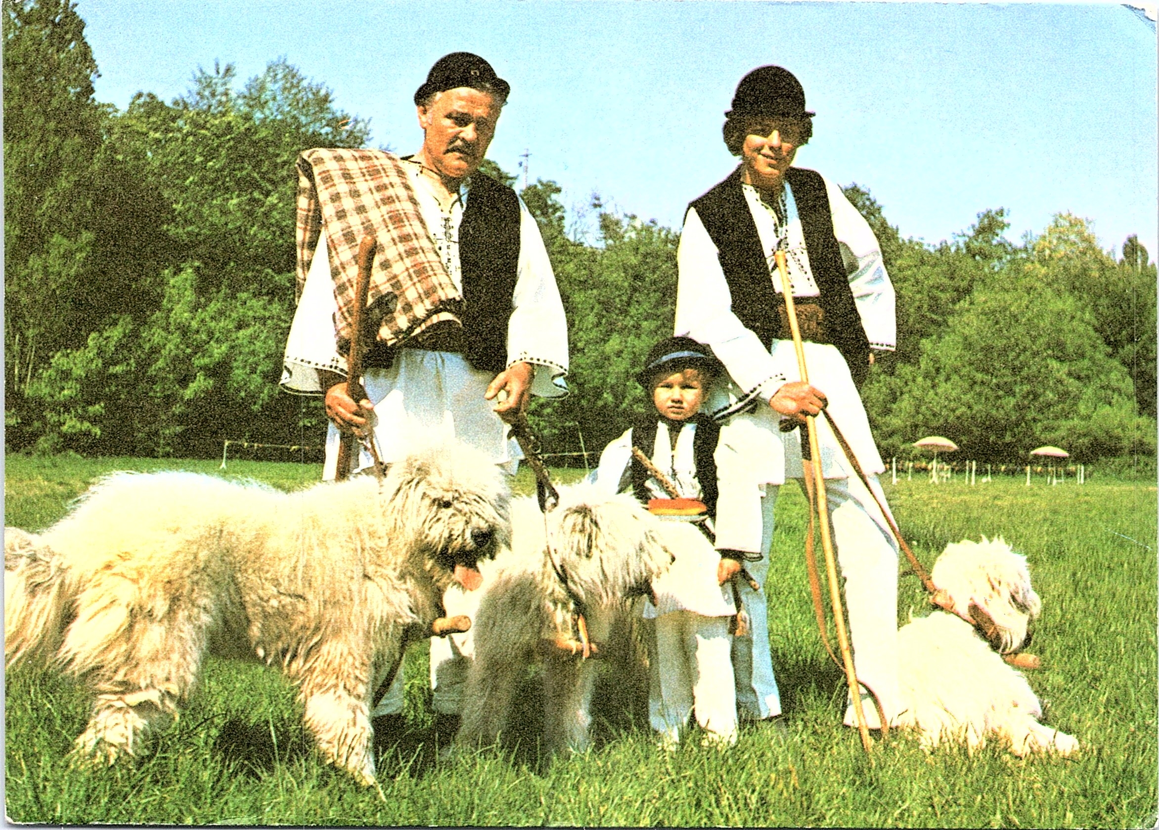 Ciobănesc românesc mioritic