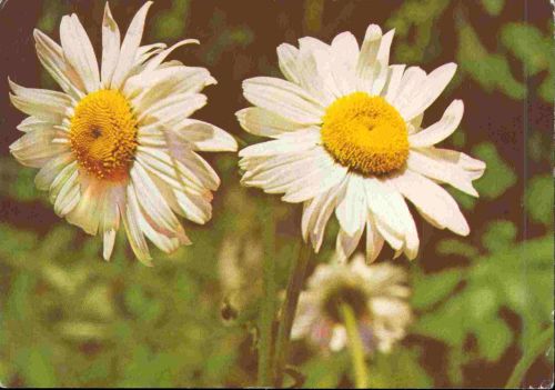 STOMFF_CP_41_0115_a_002878;STOMFF_CP_41_0116_r_002878 