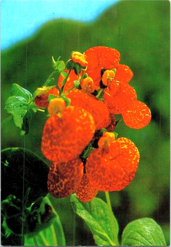 STOMFF_CP_05_a_6268_flora; STOMFF_CP_06_r_6268_flora 
