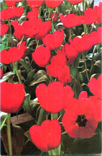 STOMFF_CP_103_a_6317_flora; STOMFF_CP_104_r_6317_flora 