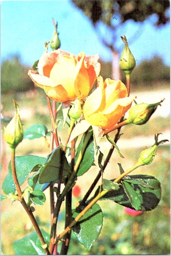 STOMFF_CP_105_a_6318_flora; STOMFF_CP_106_r_6318_flora 
