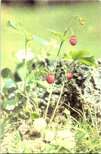  STOMFF_CP_111_a_6321_flora; STOMFF_CP_110_r_6320_flora