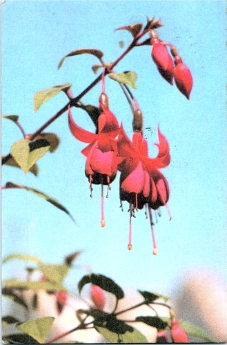 STOMFF_CP_113_a_6322_flora ; STOMFF_CP_112_r_6321_flora