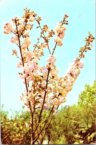 STOMFF_CP_117_a_6324_flora; STOMFF_CP_118_r_6324_flora