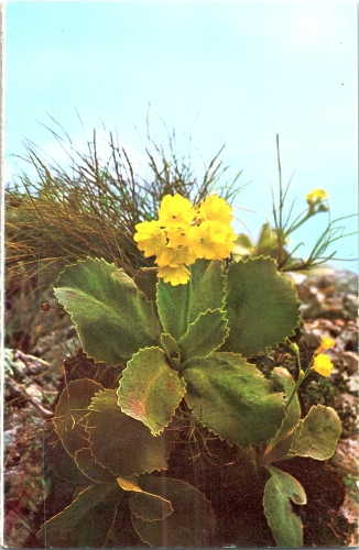STOMFF_CP_119_a_6325_flora; STOMFF_CP_120_r_6325_flora