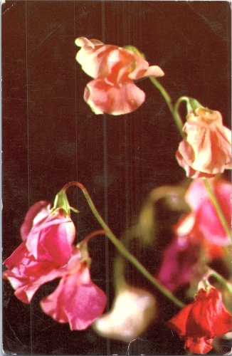 STOMFF_CP_125_a_6328_flora; STOMFF_CP_126_r_6328_flora 