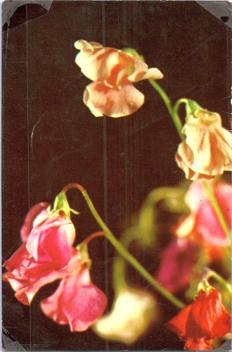 STOMFF_CP_127_a_6329_flora; STOMFF_CP_128_r_6329_flora 