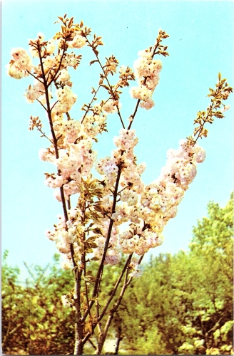 STOMFF_CP_129_a_6330_flora; STOMFF_CP_12_r_6271_flora 
