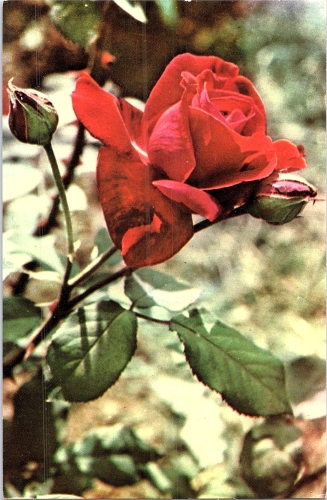 STOMFF_CP_133_a_6332_flora;  STOMFF_CP_134_r_6332_flora 