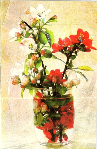 STOMFF_CP_137_a_6334_flora; STOMFF_CP_138_r_6334_flora