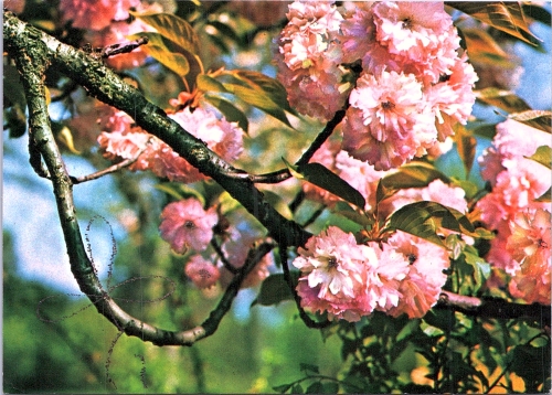STOMFF_CP_157_a_6344_flora; STOMFF_CP_158_r_6344_flora 