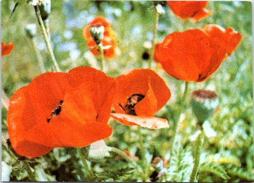 STOMFF_CP_159_a_6345_flora; STOMFF_CP_160_r_6345_flora