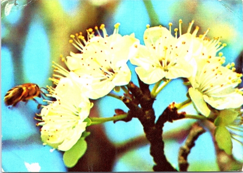 STOMFF_CP_165_a_6348_flora; STOMFF_CP_166_r_6348_flora 