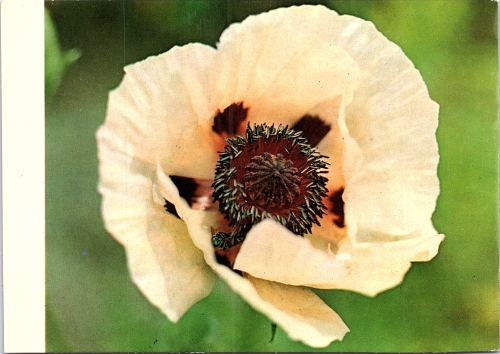 STOMFF_CP_167_a_6349_flora; STOMFF_CP_168_r_6349_flora 