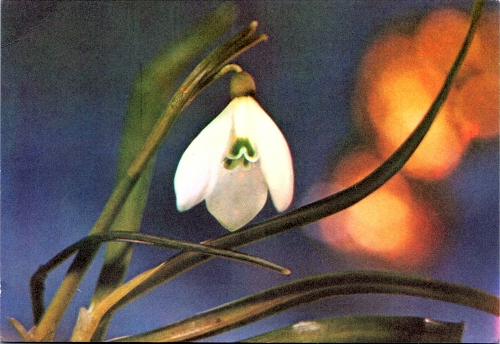 STOMFF_CP_171_a_6351_flora; STOMFF_CP_172_r_6351_flora 