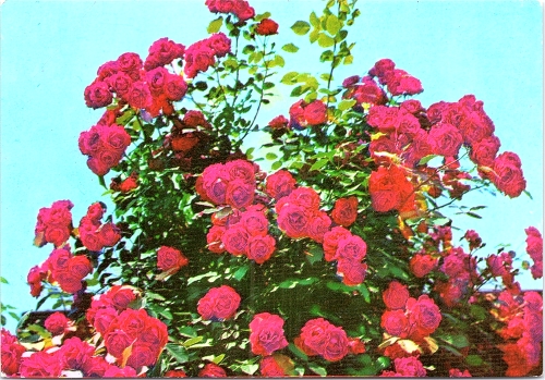 STOMFF_CP_197_a_6364_flora;  STOMFF_CP_198_r_6364_flora