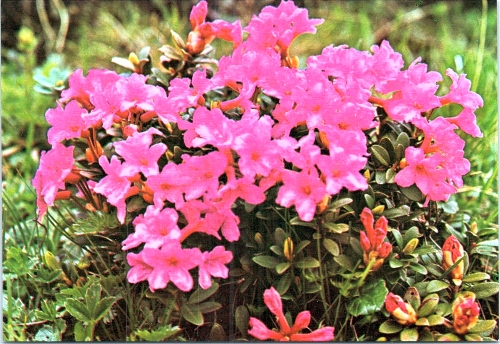 STOMFF_CP_205_a_6368_flora; STOMFF_CP_206_r_6368_flora 