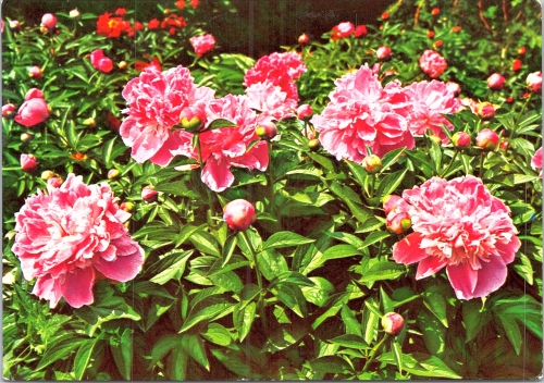 STOMFF_CP_209_a_6370_flora; STOMFF_CP_210_r_6370_flora