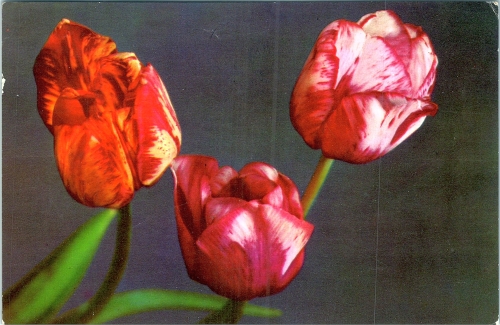STOMFF_CP_235_a_6383_flora; STOMFF_CP_236_r_6383_flora