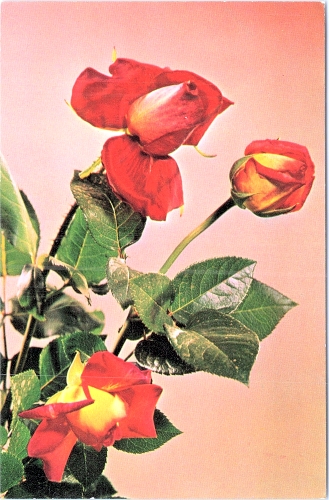 STOMFF_CP_237_a_6384_flora; STOMFF_CP_238_r_6384_flora