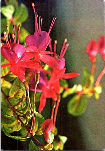 STOMFF_CP_49_a_6290_flora; STOMFF_CP_50_r_6290_flora 