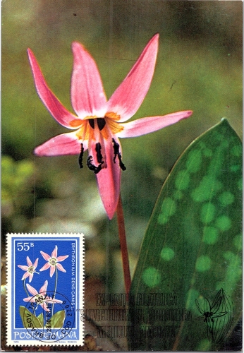 STOMFF_CP_63_a_6297_flora; STOMFF_CP_64_r_6297_flora 