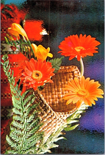 STOMFF_CP_79_a_6305_flora; STOMFF_CP_80_r_6305_flora 