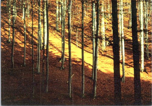 STOMFF_CP_8815_a_Muntii_Fagaras; STOMFF_CP_8815_r_Muntii_Fagaras 